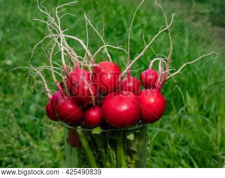 Closeup Of Big, Ripe, Red-pink Radish Plant (raphanus Raphanistrum Subsp. Sativus) Edible Roots Gath