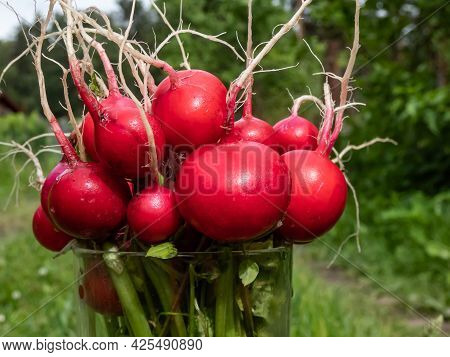 Closeup Of Big, Ripe, Red-pink Radish Plant (raphanus Raphanistrum Subsp. Sativus) Edible Roots Gath