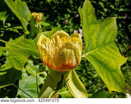 Flowering Tulip Tree (liriodendron Tulipifera). Pale Green And Yellow Flower With An Orange Band On