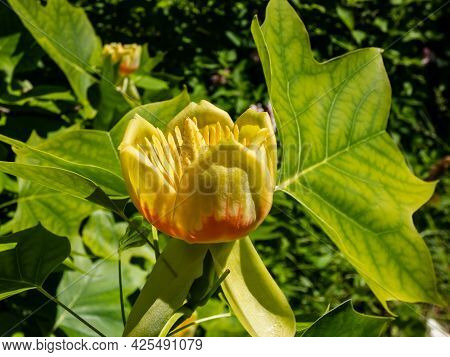 Flowering Tulip Tree (liriodendron Tulipifera). Macro Shot Of Pale Green And Yellow Flower With An O
