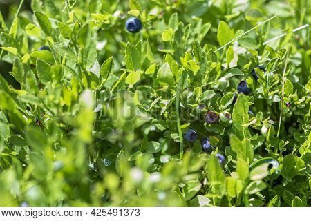 Wild Blueberries In Various Stages Of Ripening. Vaccinium Myrtillus Or Bilberry In The Bush Growing 