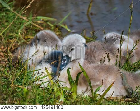 A Beautiful, Fluffy Mute Swan Cygnets (cygnus Olor) Sleeping Together Near The Pond In Green Grass O