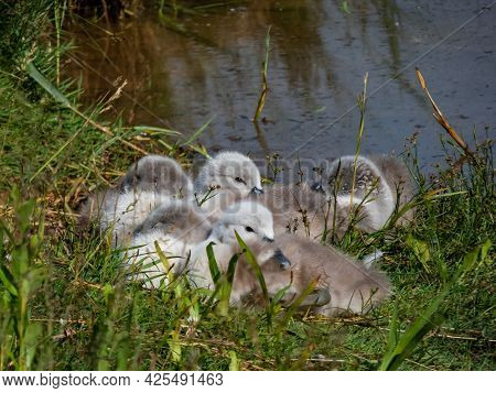 A Beautiful, Fluffy Mute Swan Cygnets (cygnus Olor) Sleeping Together Near The Pond. Beautiful Natur