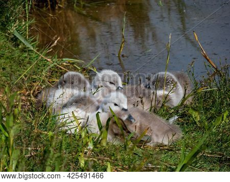A Beautiful, Fluffy Mute Swan Cygnets (cygnus Olor) Sleeping Together Near The Pond. Beautiful Natur