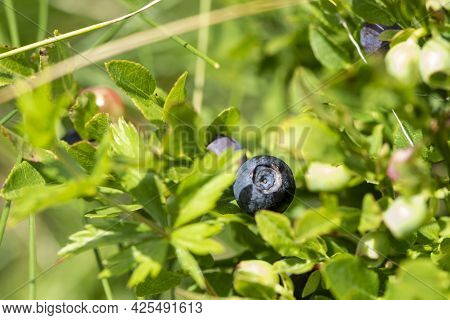 Wild Blueberries In Various Stages Of Ripening. Vaccinium Myrtillus Or Bilberry In The Bush Growing 