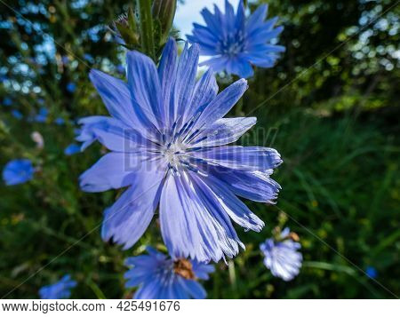 Macro Shot Of Blue Flower Of Common Chicory, Blue Sailors, Succory, Coffeeweed (cichorium Intybus) I