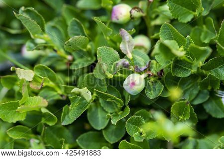 Wild Unripe Bilberry In The Bush At Beginning Of Summer Growing On Mountain In Bosnia. Organic Vacci