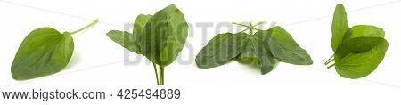 Collection Of 4 Photos, Plantain Leaf, Medicinal Plant Isolated On White Background