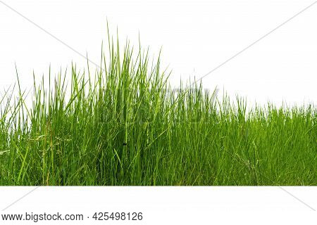 Imperata Cylindrica Beauv, Of  Green Grass In Nature, Isolate On White Background.
