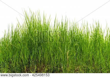 Imperata Cylindrica Beauv, Of  Green Grass In Nature, Isolate On White Background.