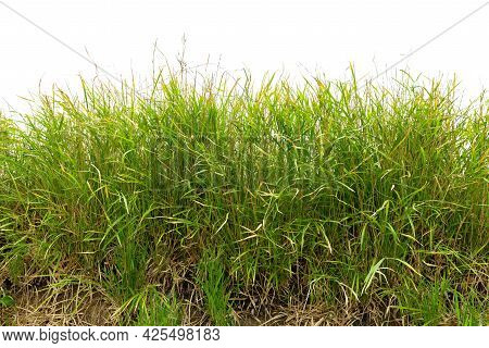 Vietnamosasa Pusilla Bamboo Grass On Field, Isolated On White Background.