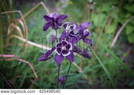 Purple Aquilegia Flower On A Stem Singled Out In A Zoom On Blurred Green Grass Background