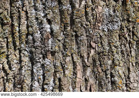 Natural Aged Tree Bark Background With Rich Texture In Gray, Beige And Earthy Colors With Yellow, Gr