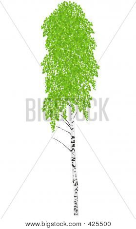 Birke
