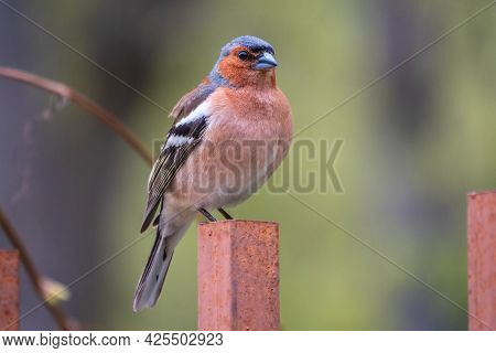 Common Chaffinch Sits On An Iron Fence In Spring On Green Background. Beautiful Songbird Common Chaf