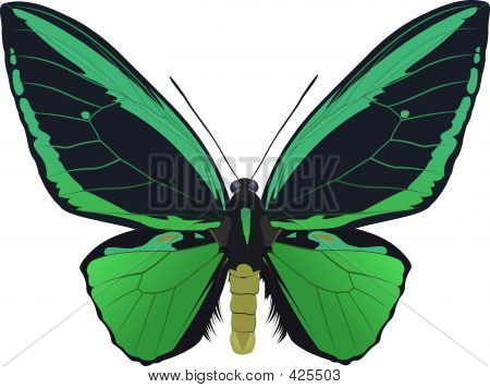 Ornithoptera Priamus