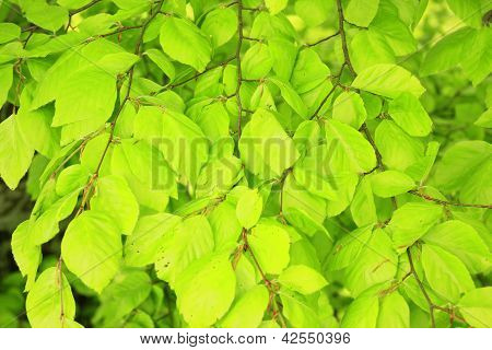 Společné buk (Fagus sylvatica)