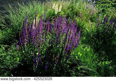 Prairie Flower Bed With Large Sage Perennials And Tall Yellow Tips That Bloom Gradually From The Bot