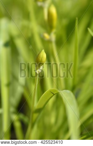 Daylily Stella De Oro Flower Bud - Latin Name - Hemerocallis Stella De Oro