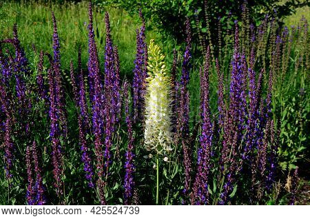 Prairie Flower Bed With Large Sage Perennials And Tall Yellow Tips That Bloom Gradually From The Bot