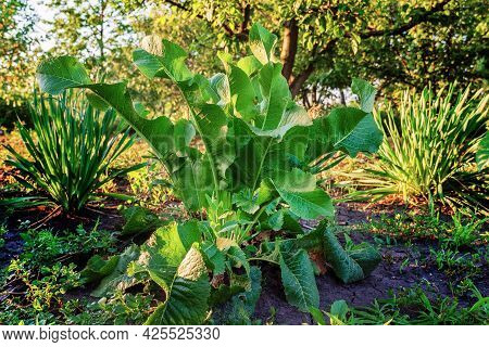 Horseradish Bush In The Garden. A Perennial Plant Widely Distributed In Cooking And Medicine