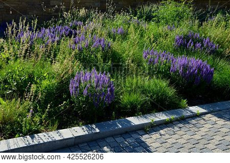 Prairie Flower Bed With Large Sage Perennials And Tall Yellow Tips That Bloom Gradually From The Bot