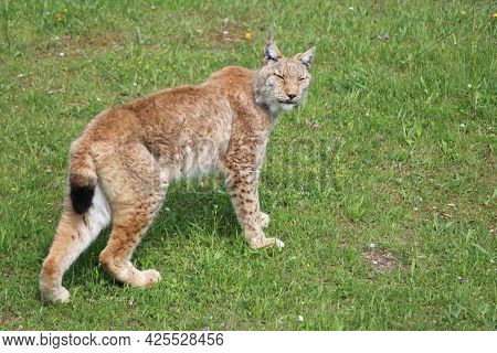 Beautiful Feline Lynx Silent Stealthy Fangs Claws