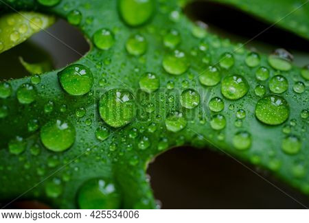 Water Drops On Monstera Minima  Or Rhaphidophora Tetrasperma Leaf. Close Up Fresh Natural Life With 