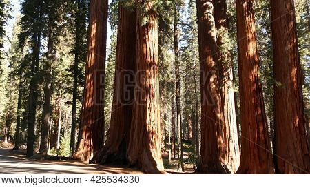 Sequoia Forest, Redwood Trees In National Park, Northern California, Usa. Old-growth Woodland Near K