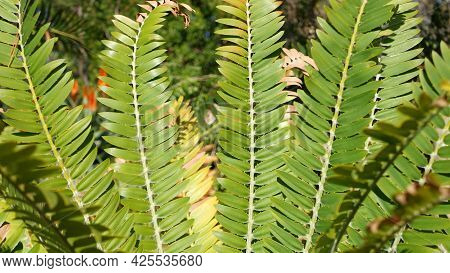 Cycad Fern Leaves In Forest, California Usa. Green Fresh Juicy Natural Botanical Leafage. Encephalar