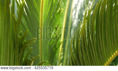 Cycad Fern Leaves In Forest, California Usa. Green Fresh Juicy Natural Botanical Leafage. Encephalar