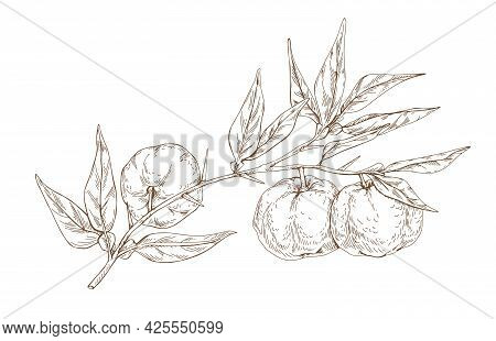 Outlined Vintage Botanical Drawing Of Yuzu Fruits Growing On Tree Branch With Leaves. Engraved Sketc