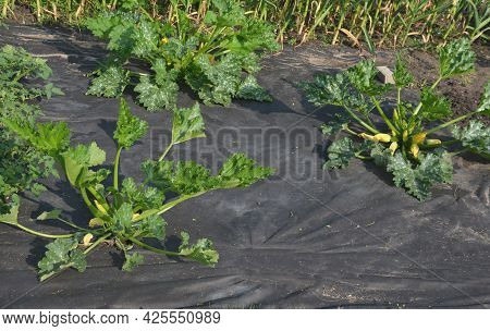 A Lot Of Pumpkin And Watermelon Plants Grow In The Vegetable Garden, Which Have A Black Foil Between