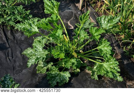 A Lot Of Pumpkin And Watermelon Plants Grow In The Vegetable Garden, Which Have A Black Foil Between