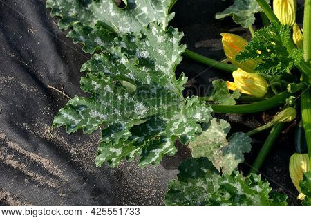 A Lot Of Pumpkin And Watermelon Plants Grow In The Vegetable Garden, Which Have A Black Foil Between