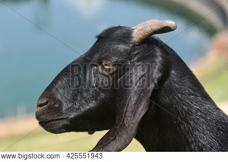 Black Goat Head Shots, Black Goat Portrait