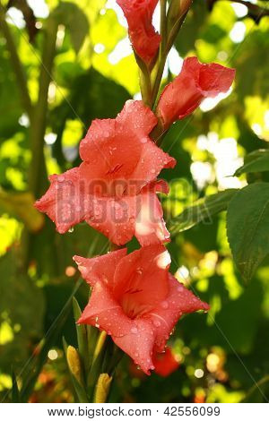 Gladiola สีแดงในสวน