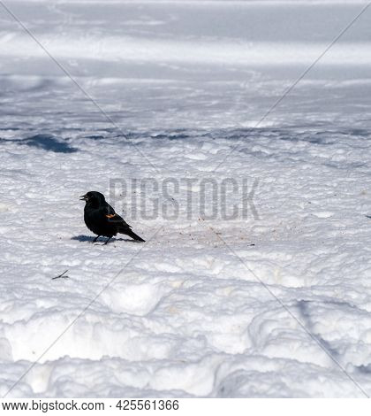 A Single Red Winged Black Bird Stands Alone In The Cold Snow On A Frigid Winter Day In Missouri.