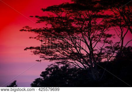 A Beautiful Red Sunset And Tree Silhouette Atop Bukit Bendera, Penang Hill Malaysia.