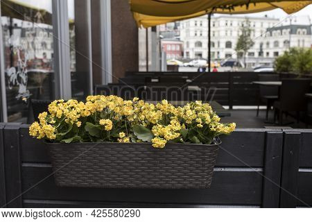 Yellow Sedum In A Long Wooden Box Decorates The Veranda Of The Cafe