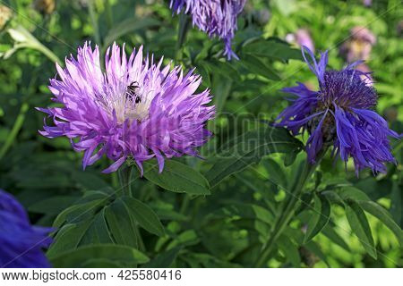 Bumblebee On Brown Knapweed (centaurea Jacea) Collecting Nectar And Pollen. Horisontal Frame