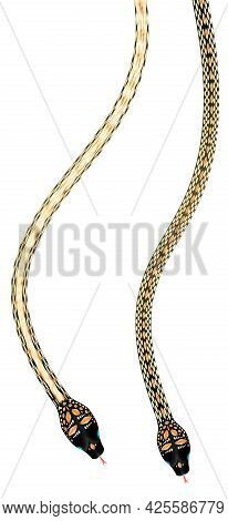 Set Of Two Vector Paradise Tree Snake Chrysopelea Paradise On White Background