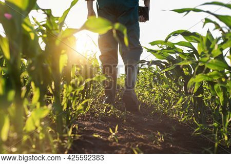 Low Angle View At Farmer Feet In Rubber Boots Walking Along Maize Stalks