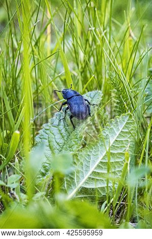 Female Of European Stag Beetle In The Grass. Natural Scene.