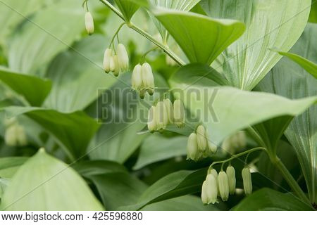 Polygonatum Hirtum, Flowering Plant. A Plant With White Hanging Flowers. Background, Texture