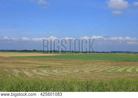 Russian Field During Haymaking On A Sunny Summer Day. Blooming Wild Herbs And Flowers, Dandelions In