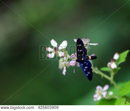 An Amata Phegea Perched On A Pink Flower
