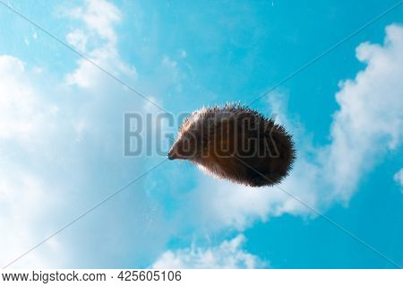 Wild Yage Against The Blue Sky And White Clouds.