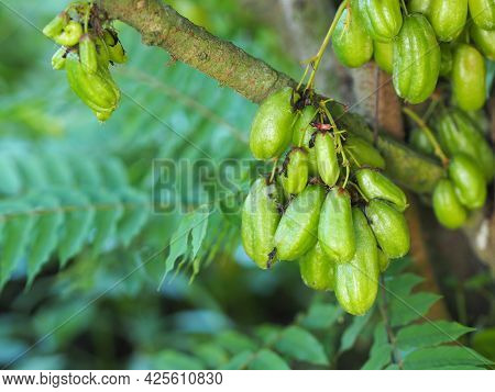 Averrhoa Bilimbi, Oxalidaceae, Cucumber Tree Green Fruit Concave Shallow 4 Pool Yellowish Green. Fle