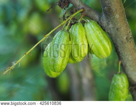 Averrhoa Bilimbi, Oxalidaceae, Cucumber Tree Green Fruit Concave Shallow 4 Pool Yellowish Green. Fle